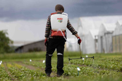 Опрыскиватель аккумуляторный ранцевый SOLO 442NEW не дорого