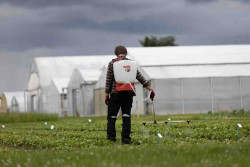 Опрыскиватель аккумуляторный ранцевый SOLO 442NEW 